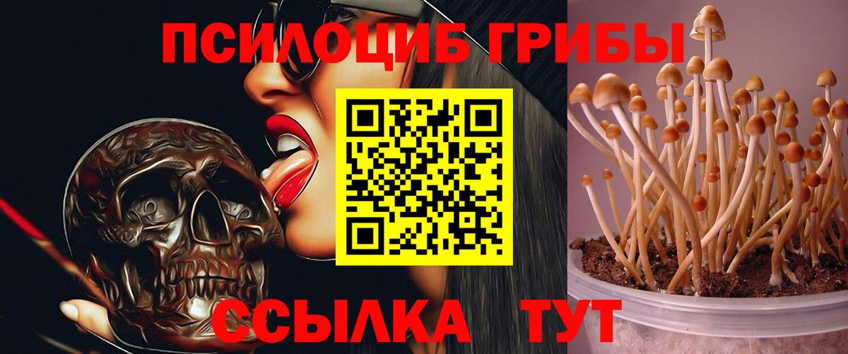 Галлюциногенные грибы мицелий  Псилоцибиновые грибы Psilocybe  Вход с VPN  Заводоуковск 